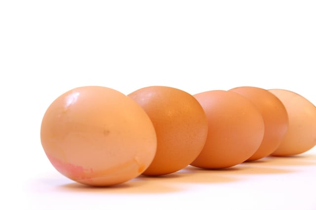 galline allevamento avicolo raccolta delle uova con riduttori di velocità