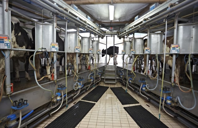 automatic milking system AMS industry cow farm-1.jpeg